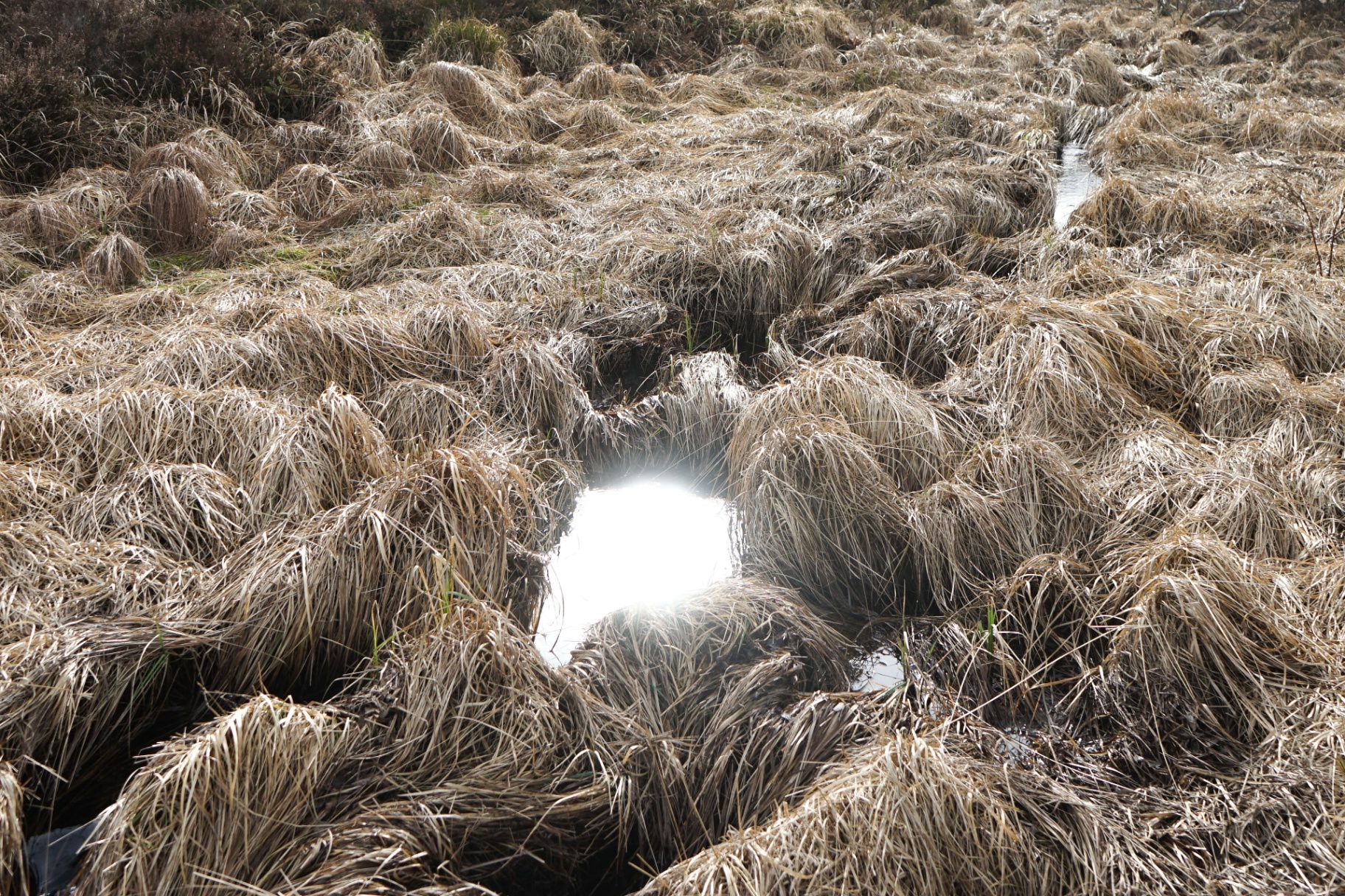 Sunlit water reflecting through dry marsh grass