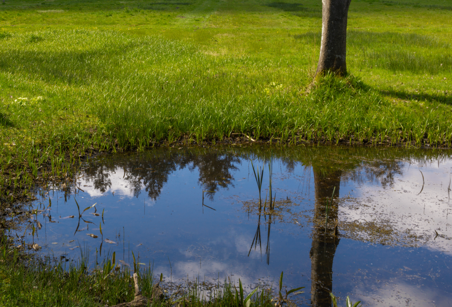 Tree reflected in a still pond at the edge of a meadow